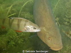 snapshot Tinca tinca with perca fluviatilis by Gabriela Samberger 